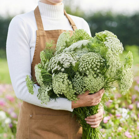 Green Mist, Ammi - Packet image number null